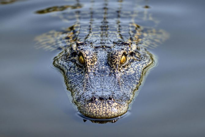 Krokodil