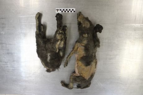 Sibir, Fosilni ostaci mumificirani Tumatski štenci vukovi Sibir, Fosilni ostaci mumificirani Tumatski štenci vukovi