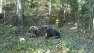 Šumski gorostas uhvaćen na Durmitoru: Medved Aleksandar težak 162 kilograma, prepešači na desetine kilometara