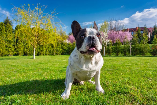 Pas francuski buldog Pas francuski buldog
