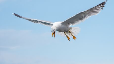 galeb