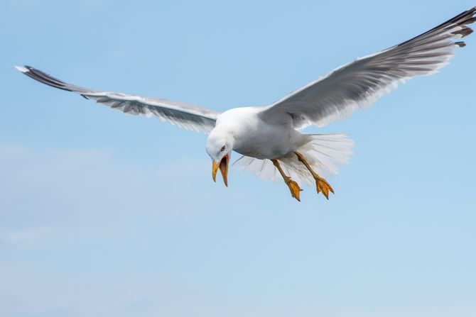galeb