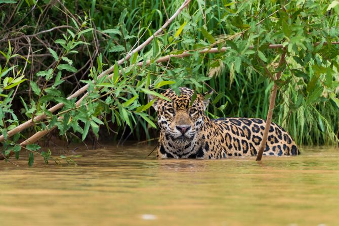 jaguar jaguar