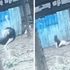 UZNEMIRUJUĆE Snimljen brutalni napad pernate grdosije: Žena je jedva preživela gaženje i udarce