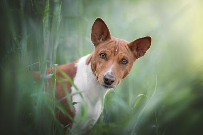 Basenji Basenji