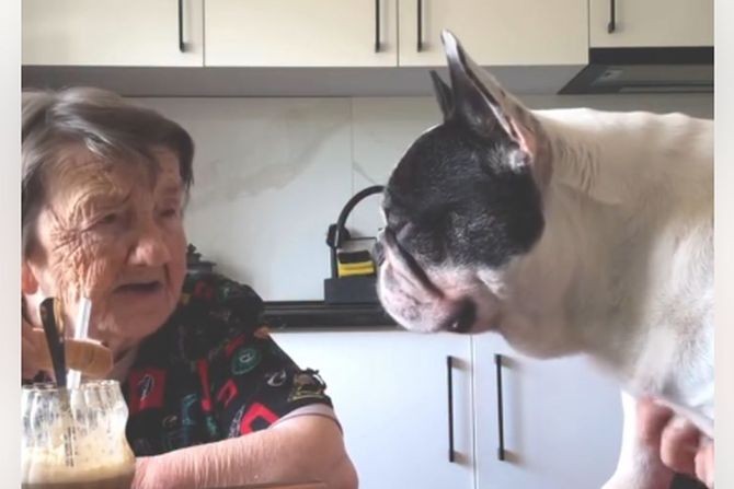 Baka i francuski buldog Baka i francuski buldog