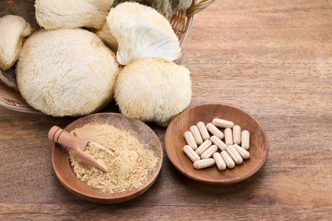 lavlja griva, adaptogene pečurke lavlja griva, adaptogene pečurke