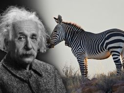 zebra, Albert Ajnštajn