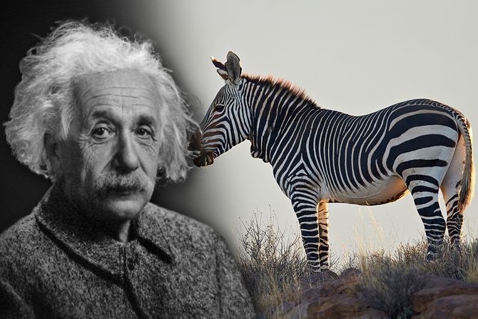 zebra, Albert Ajnštajn zebra, Albert Ajnštajn