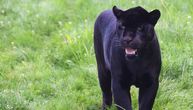Crni leopard slobodno šeta balkanskim mestom, ne mogu da ga ulove 5 dana: Proglašeno vanredno stanje