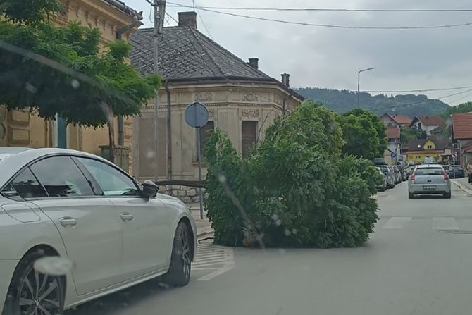 Bajina Bašta, jak vetar oborio stablo Bajina Bašta, jak vetar oborio stablo