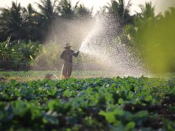 poljoprivrednici, seljaci, zalivanje, njiva
