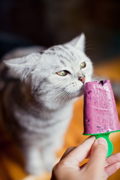 Hladne mačije poslastice Hladne mačije poslastice