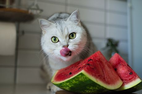 Hladne mačije poslastice Hladne mačije poslastice