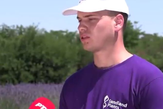 lavanda