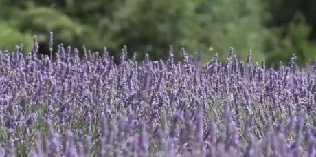 lavanda