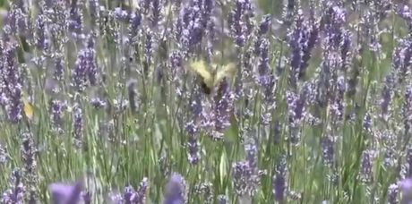 lavanda