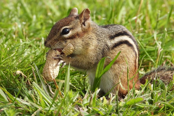chipmunk, veverica chipmunk, veverica