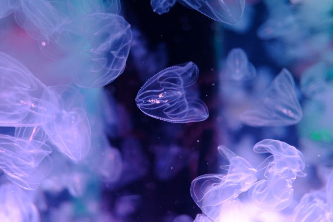 Mnemiopsis leidyi ili rebrasta meduza Mnemiopsis leidyi ili rebrasta meduza