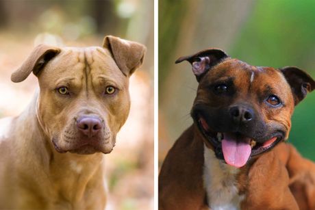 Pitbul i staford Pitbul i staford