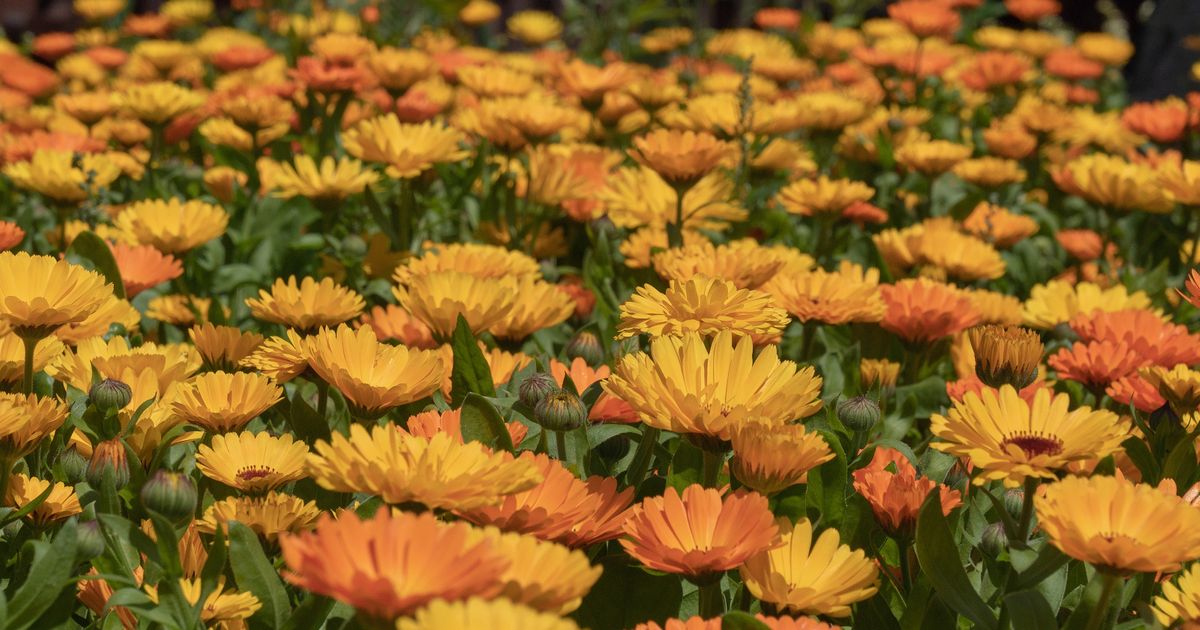 Kako od 10 ari zasada doći do 100.000 dinara zarade: Ova biljka je vrlo praktična, idealan izbor za početnike