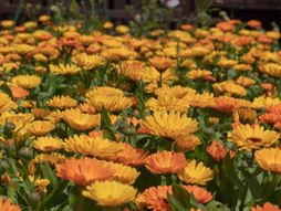 Neven, cvet, lekovito bilje