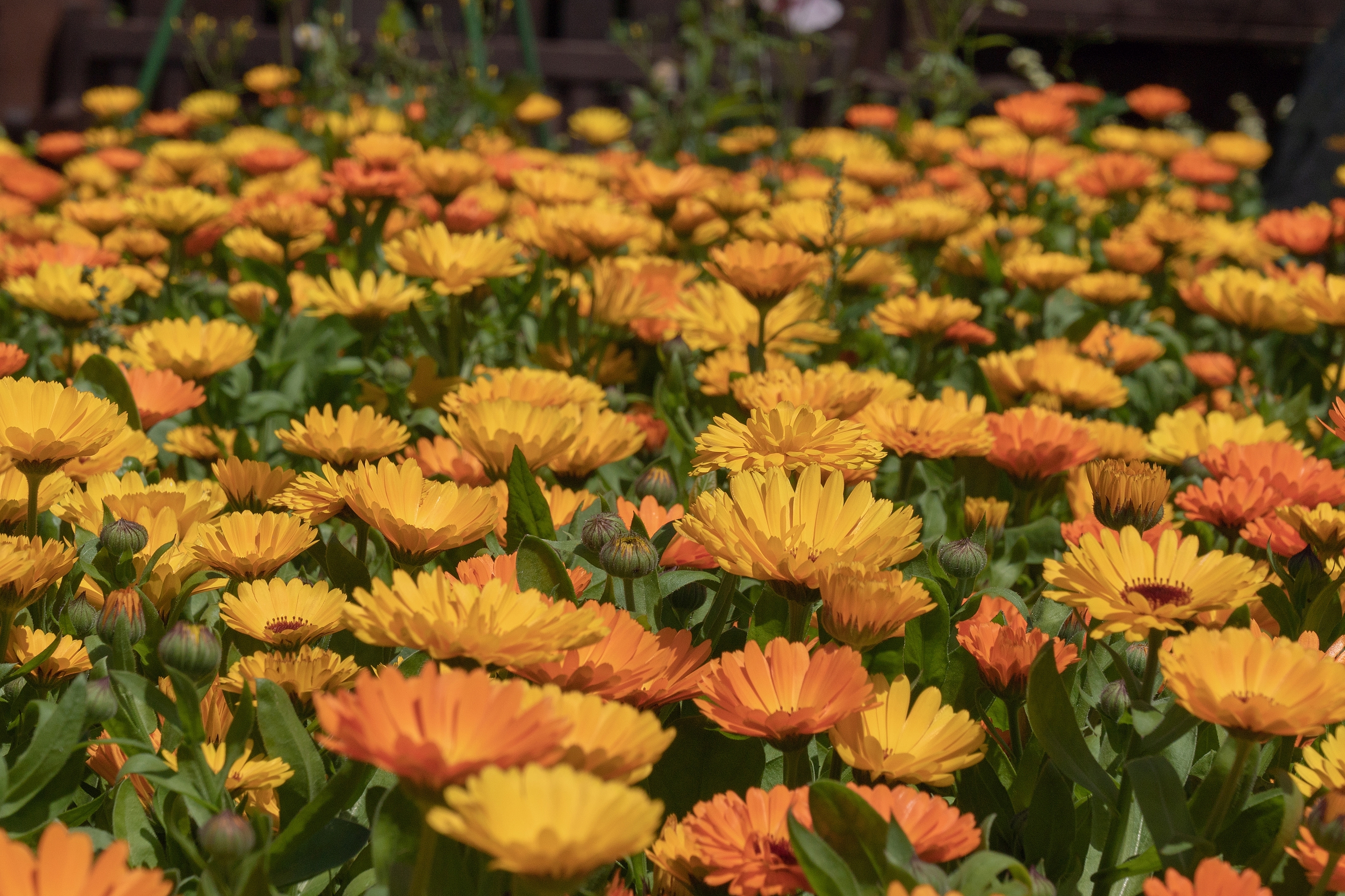 Kako od 10 ari zasada doći do 100.000 dinara zarade: Ova biljka je vrlo praktična, idealan izbor za početnike