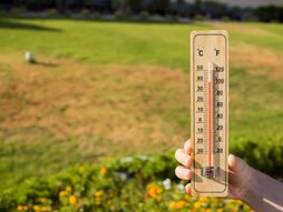 travnjak, trava, dvorište, dom