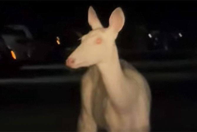 albino jelen
