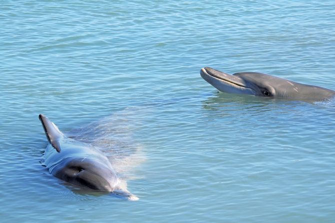 delfini