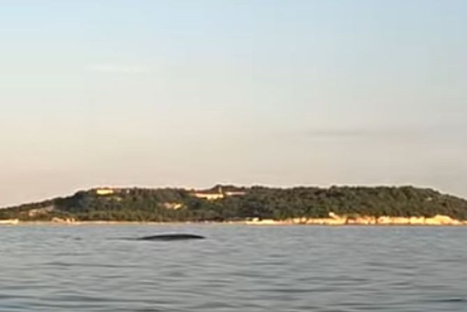 Veliki kit Pula