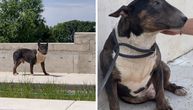 Mini bul terijer Arlo želi bolji život: Danju se skrivao ispod stepenica, noću uplašen jeo slamu i otpatke