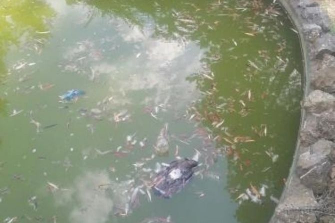 poljoprivredna skola, sabac, u zoo vrtu uginule zivotinje, bez vode na +40