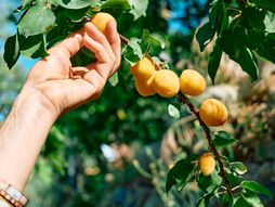 kajsije, kajsije kalorije, kajsija, drvo kajsije, branje kajsije