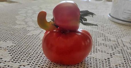 Paradajz s nosom Paradajz s nosom