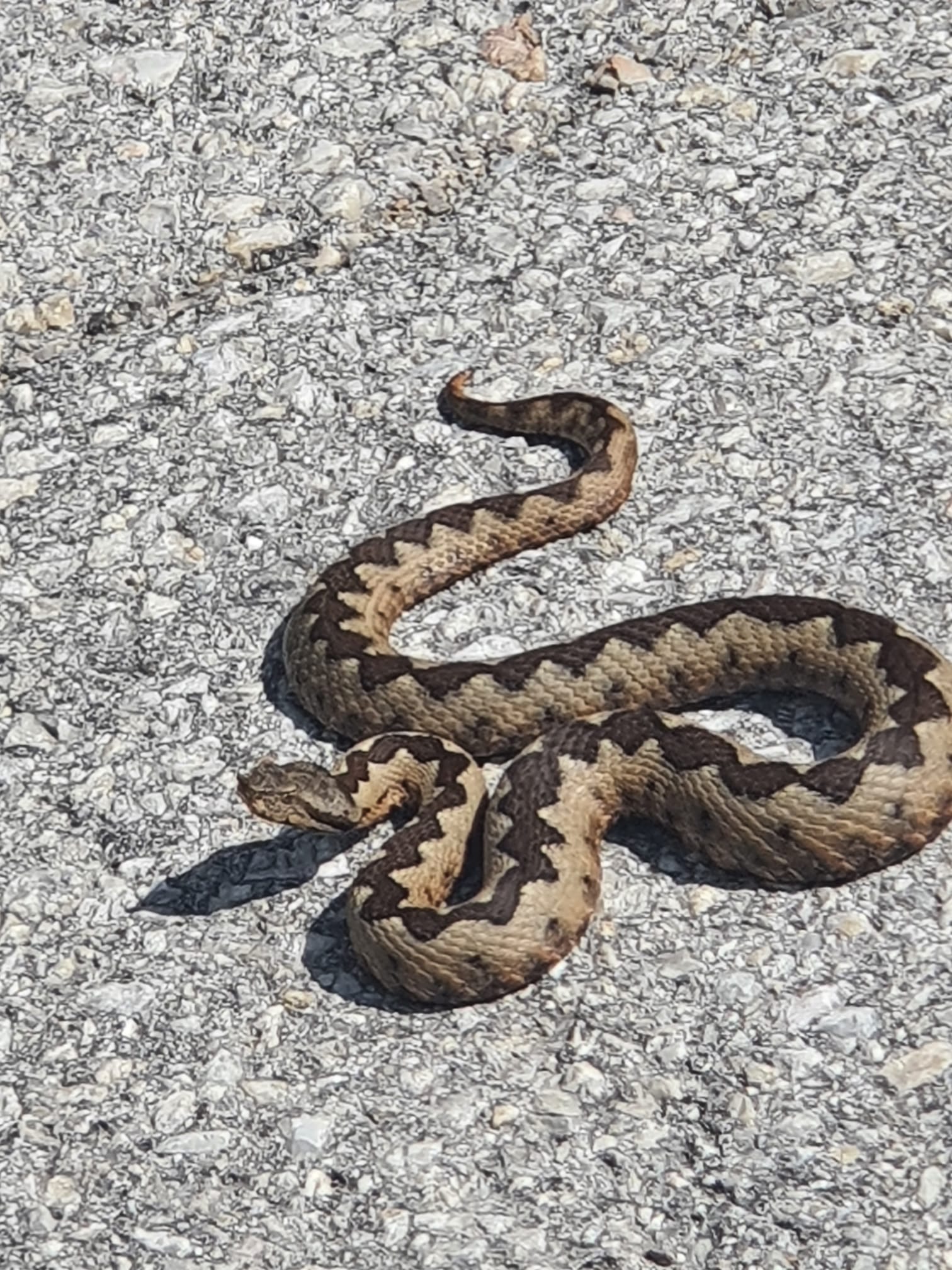 "Čuvari tvrđave": Ne jedna, već 2 najopasnije otrovnice snimljene dok se baškare na suncu
