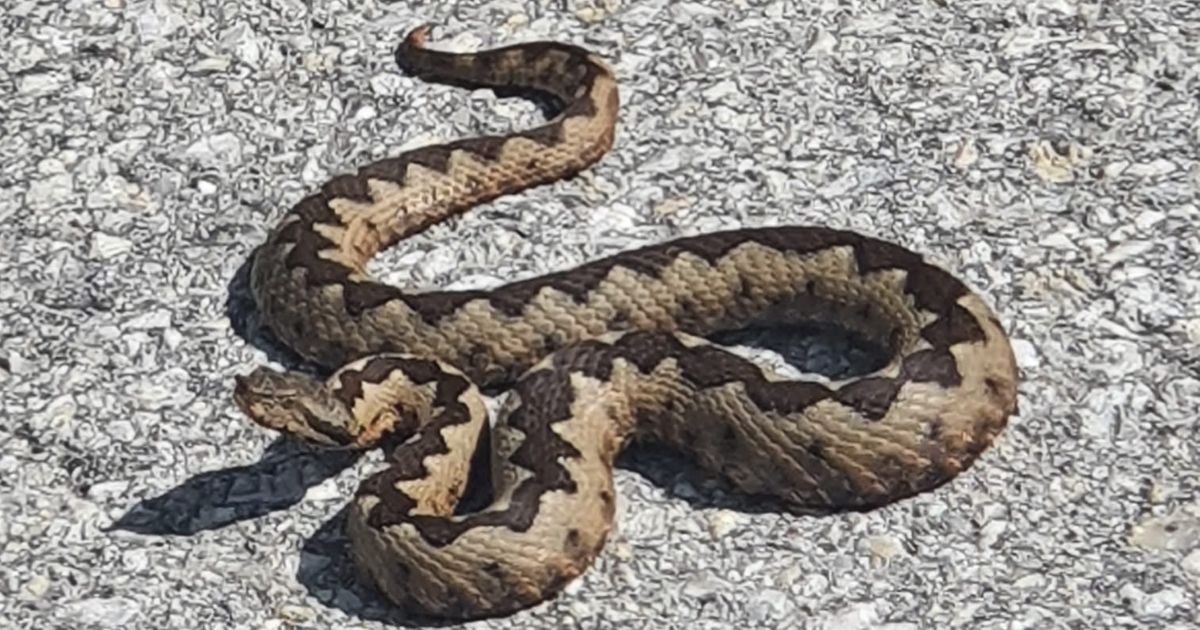 Zmije otrovnice primećene u blizini osnovne škole u Bijeljini: 