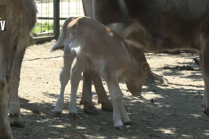 PRINOVE U ZOO VRTU U BORU