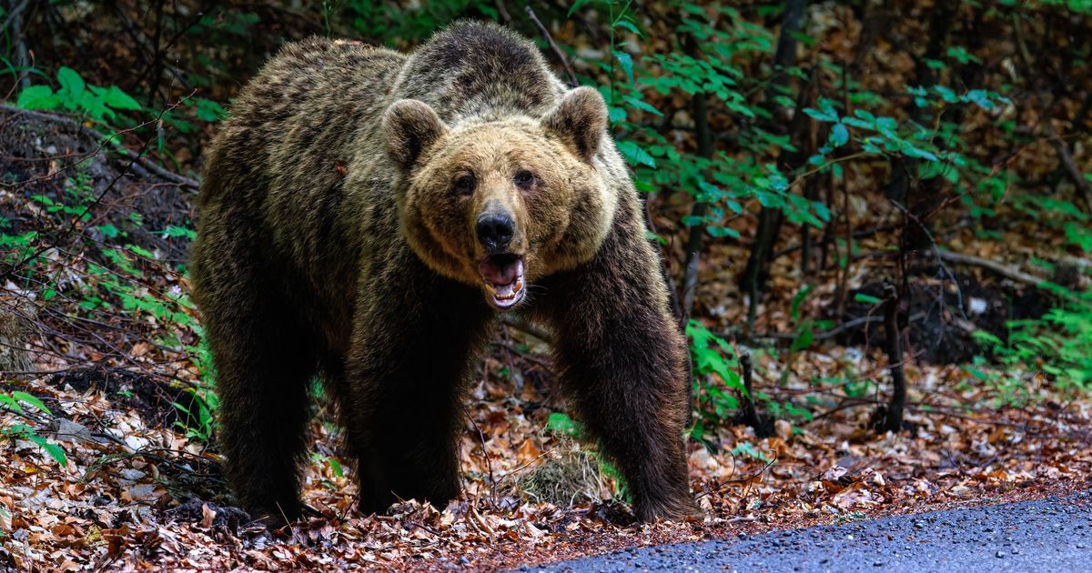 Medved uništio pčelinjak i košnice, a onda je stigao nestvaran snimak sa ulice u BiH: Više ih je!