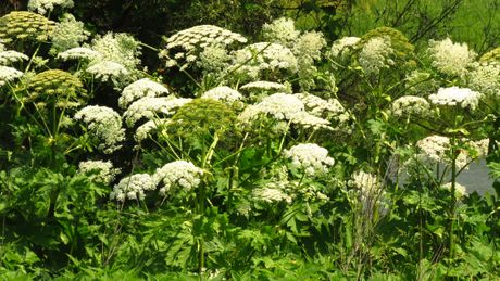 Heracleum sosnowskyi Heracleum sosnowskyi