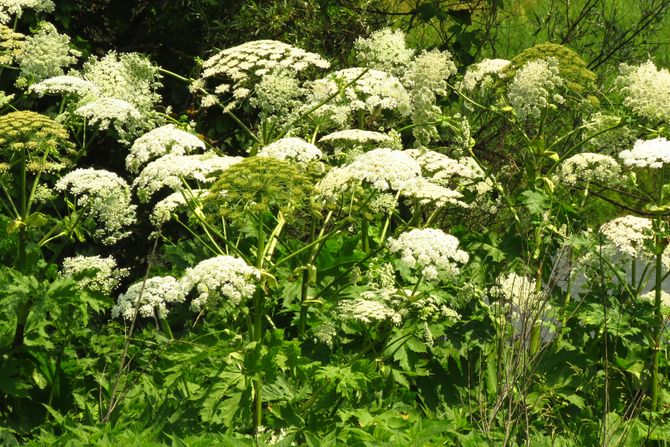 Heracleum sosnowskyi Heracleum sosnowskyi