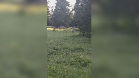 Susret sa vukom u durmitorskom selu Susret sa vukom u durmitorskom selu