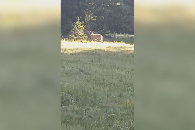Susret sa vukom u durmitorskom selu Susret sa vukom u durmitorskom selu