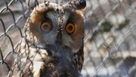 Najveća sova na svetu živi u Srbiji: Opasan je lovac, može da pojede i do 17 pilića za obrok! Imamo i snimak
