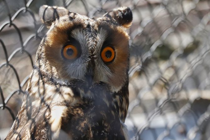 BEOGRAD ZOO VRT SOVA