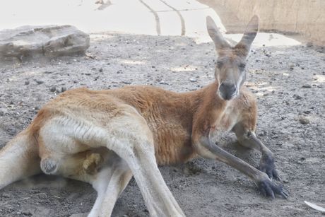BEOGRAD ZOO VRT SOVA BEOGRAD ZOO VRT SOVA