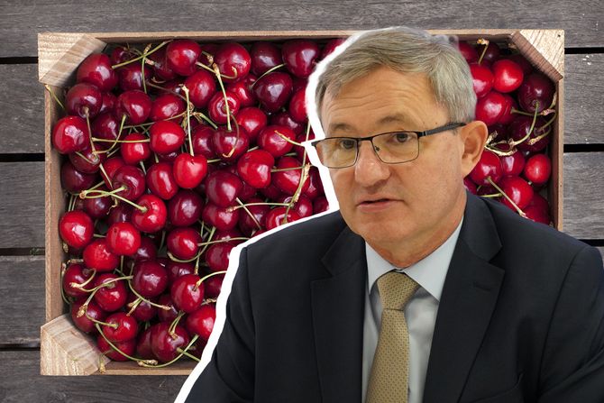 Dragan Glamočić, trešnje Dragan Glamočić, trešnje