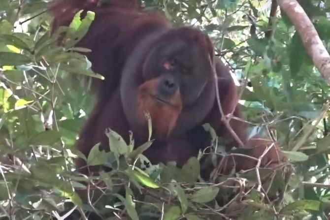 Orangutan Raku