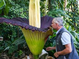 Najveći cvet na svetu