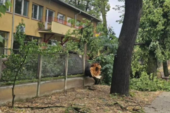 palo drvo, novi kneževac
